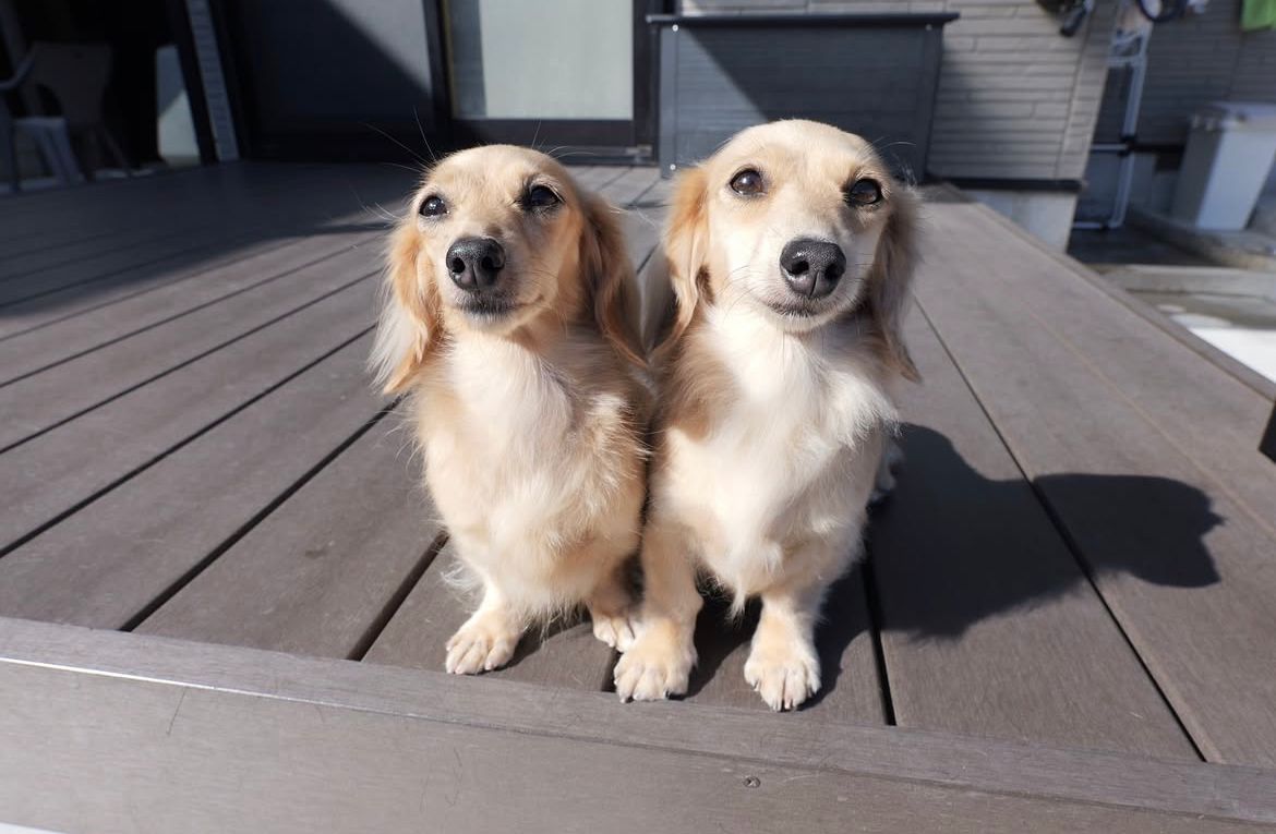 Parent pair Oliver & Daisy at Doxie Pups Creek