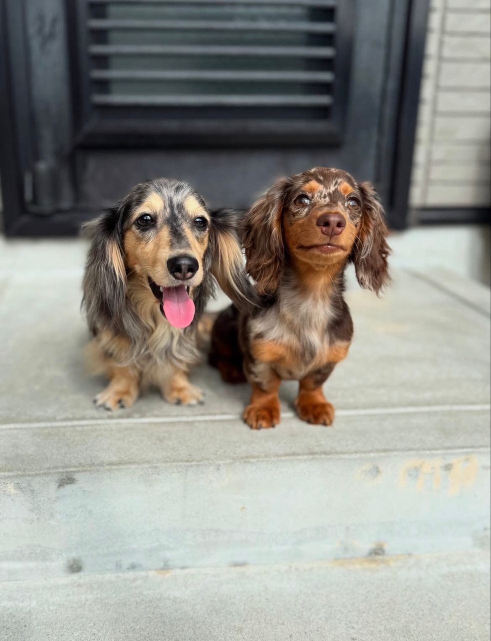 Parent pair Ranger & Luna at Doxie Pups Creek